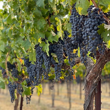 3 CSJ Estate Vineyard grapes close up 090922