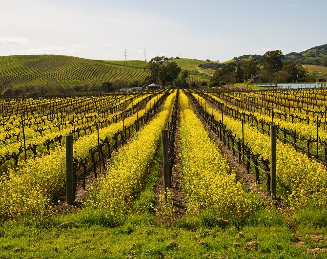 Carneros vineyard with mustard 670x530