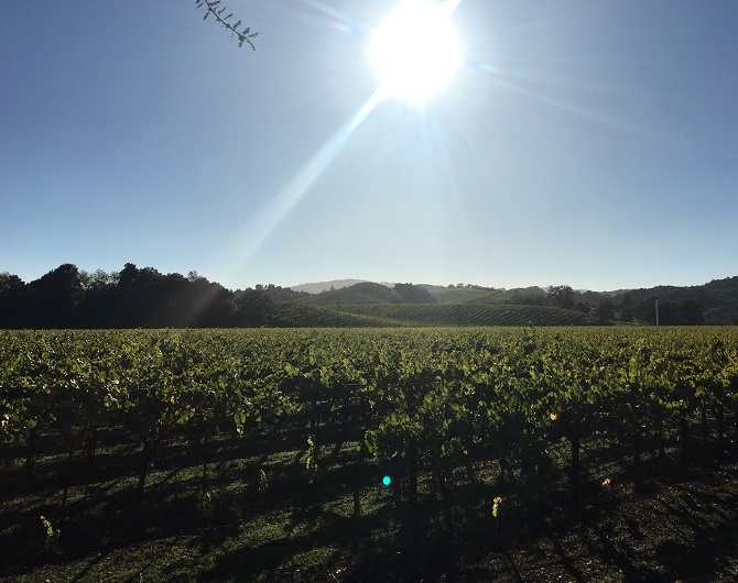 Russian River Valley Vineyard 670x530